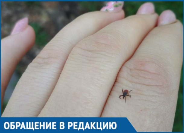 Женщина поймала клеща в Ботаническом саду Краснодара Женщина поймала клеща в Ботаническом саду Краснодара
