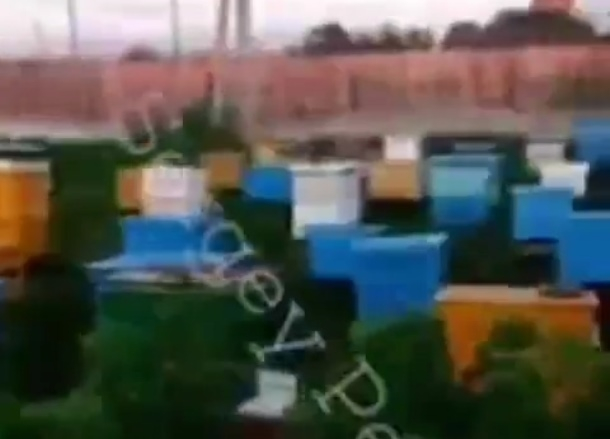 Видео с пасекой от «члена кущевской банды» опубликовали в сети Видео с пасекой от «члена кущевской банды» опубликовали в сети