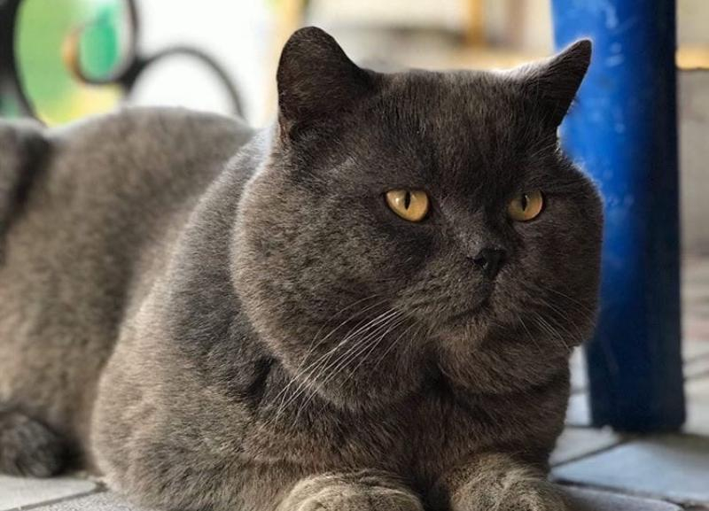 Дожди отступают: 3 августа на Кубани будет до +32 Дожди отступают: 3 августа на Кубани будет до +32