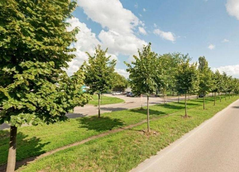 Жители Краснодара могут пересадить липы с Московской в свой двор Жители Краснодара могут пересадить липы с Московской в свой двор
