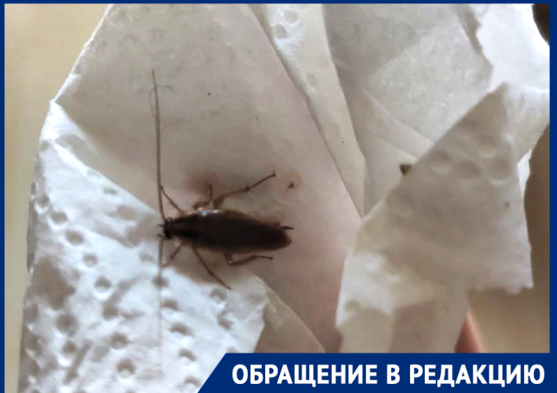Тараканы «захватили» старые многоэтажки в микрорайоне Черёмушки Тараканы «захватили» старые многоэтажки в микрорайоне Черёмушки