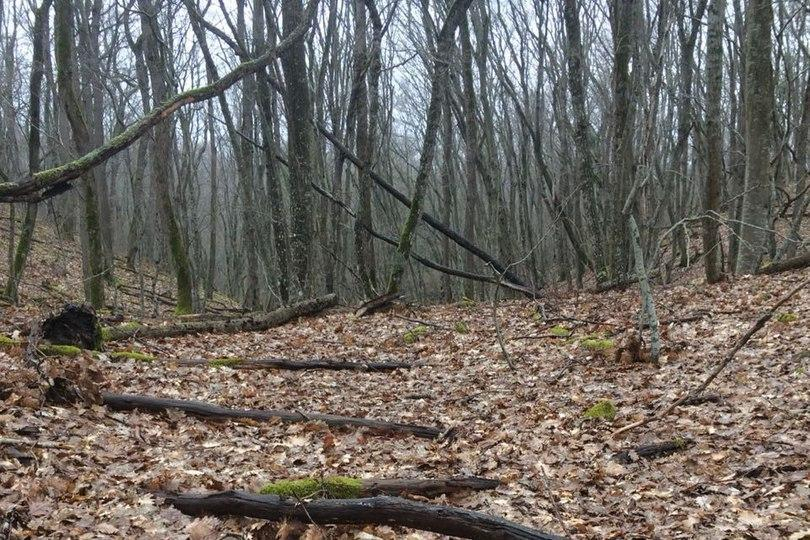В Краснодарском крае заблудился 15-летний подросток В Краснодарском крае заблудился 15-летний подросток