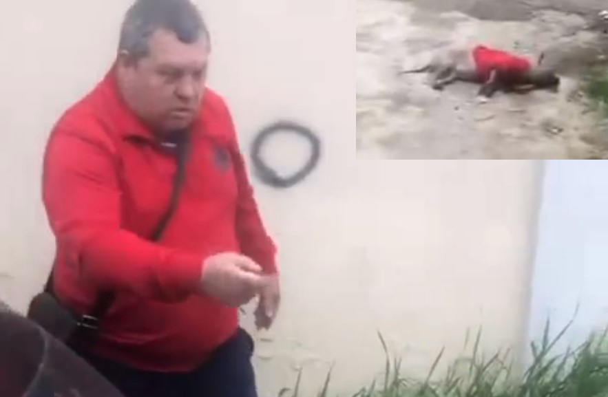 В Сочи водитель задавил домашнюю собаку и стал угрожать ее хозяйке В Сочи водитель задавил домашнюю собаку и стал угрожать ее хозяйке