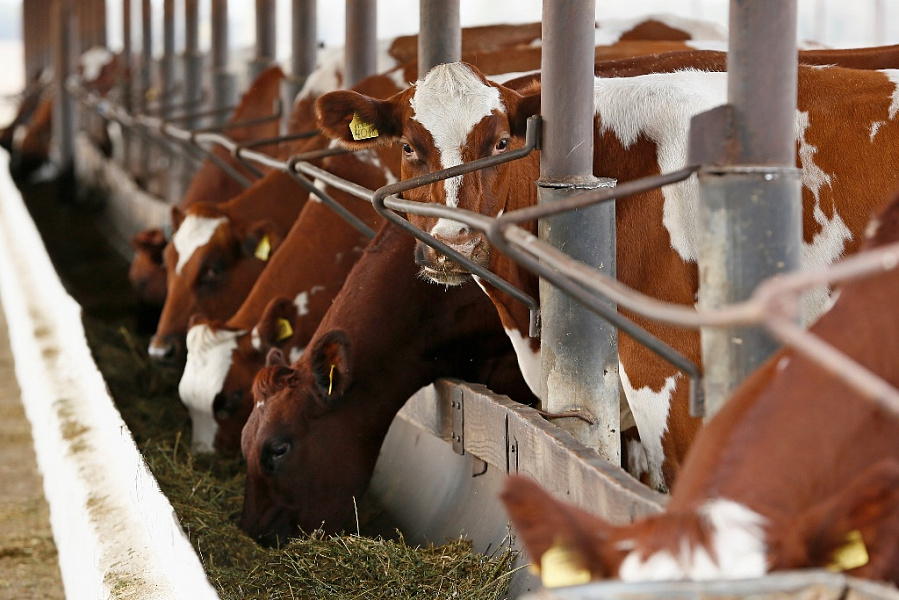 Производство мясной продукции на Кубани выросло на 57 тысяч тонн за пять лет Производство мясной продукции на Кубани выросло на 57 тысяч тонн за пять лет