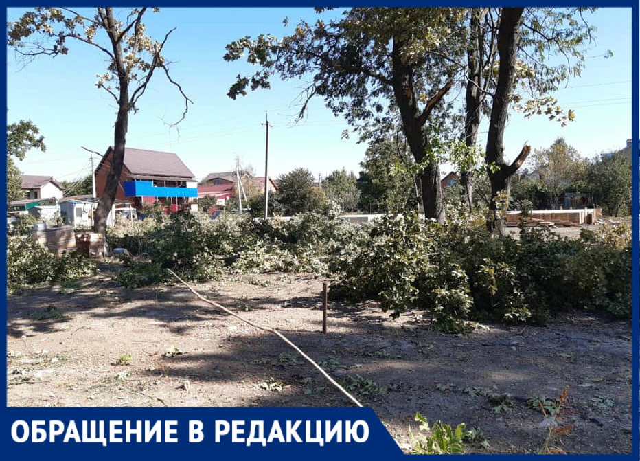 Краснодарцы боятся, что на месте дубовой рощи может появиться нежилое здание Краснодарцы боятся, что на месте дубовой рощи может появиться нежилое здание