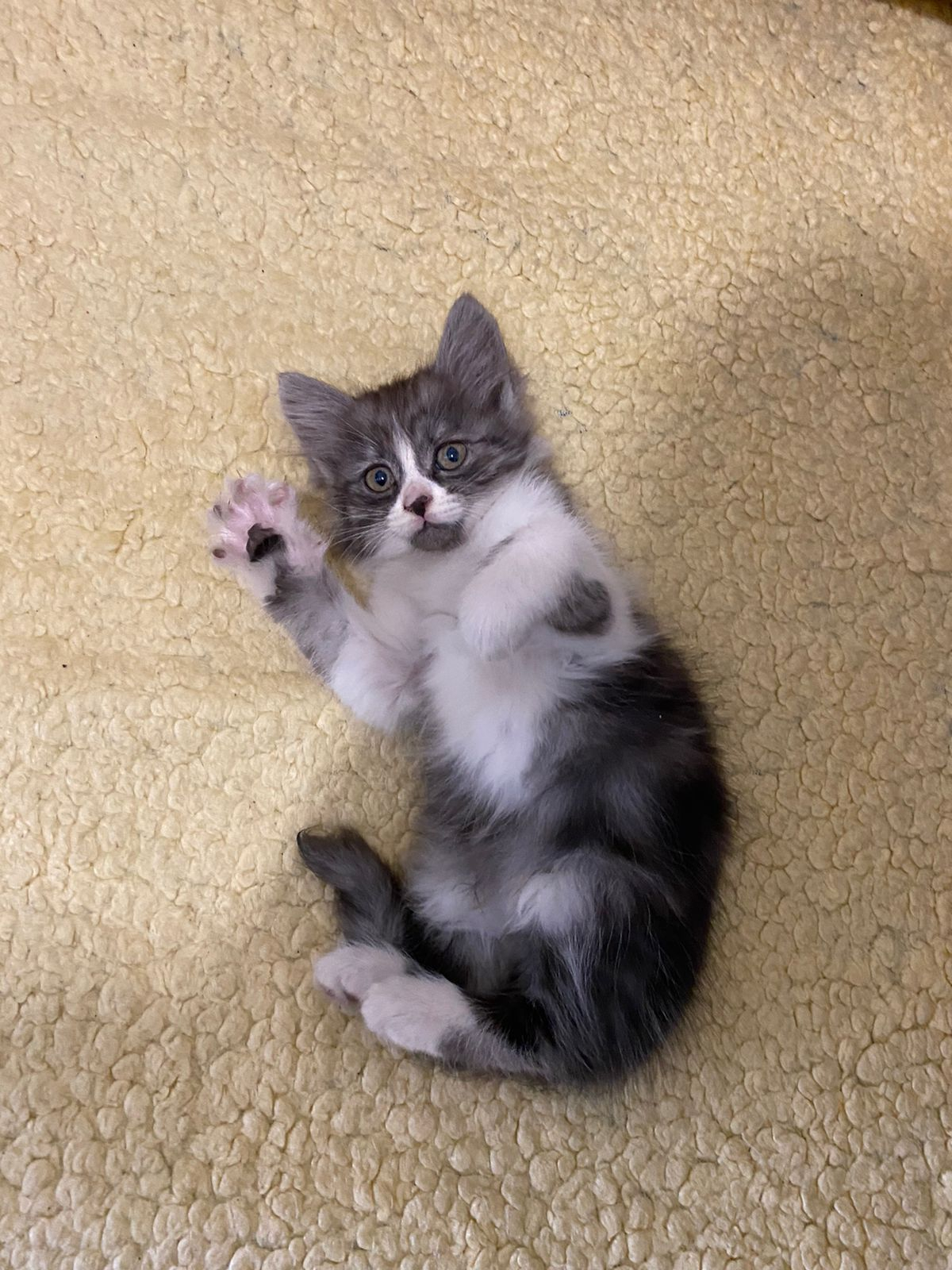 Котенок в 3 месяца