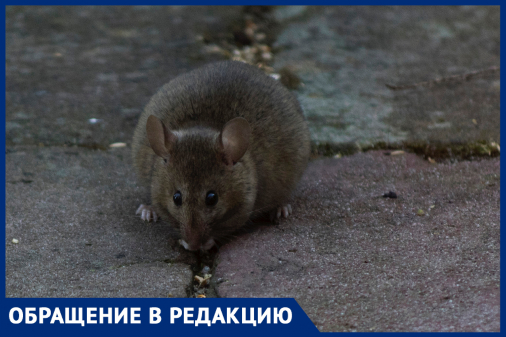 Огромные крысы в обморочном состоянии попали на видео в Краснодаре