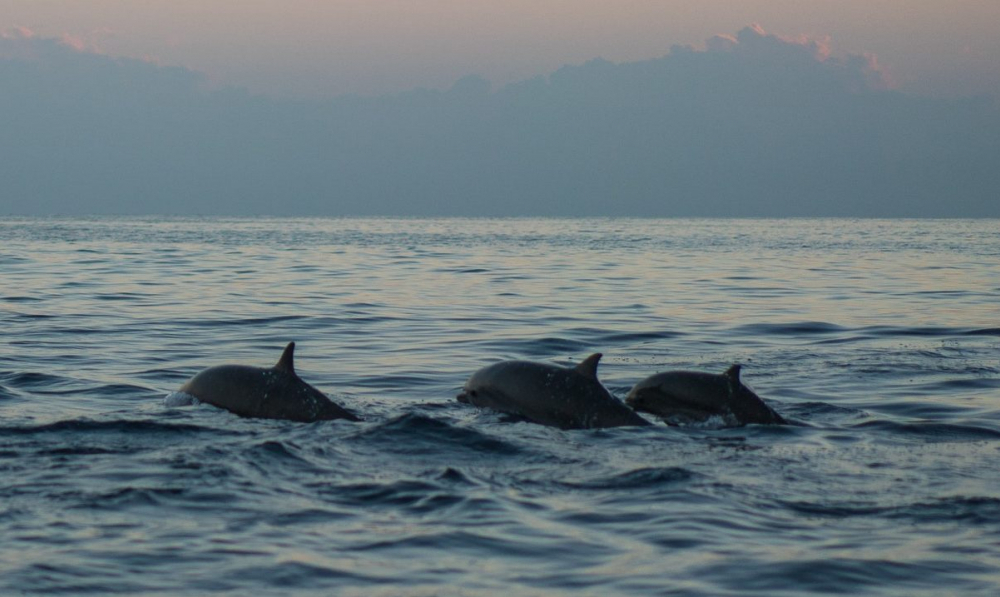 Глава Росприроднадзора назвала причину массовой гибели дельфинов в Черном море