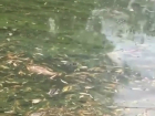 Массовую гибель рыб в Горсаду Краснодара опровергли