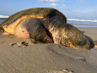 Найденная в Чёрном море 100-килограммовая черепаха находится в критическом состоянии