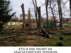 Активисты выяснили, почему обрезка деревьев в Краснодаре происходит некачественно