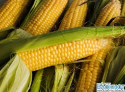 На Кубань пытались ввезти свыше 25 тонн карантинной кукурузы