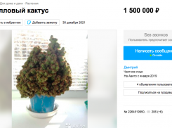 Житель Краснодара продает 10-летний коралловый кактус за 1,5 миллиона рублей