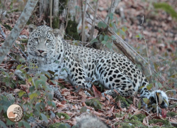 Завораживающая первая охота леопарда в нацпарке Сочи попала на видео