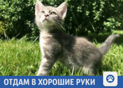 Красивый котенок ищет новых хозяев в Краснодаре