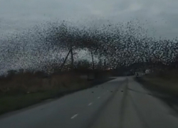 Невероятный танец тысяч птиц сняли на видео на Кубани 