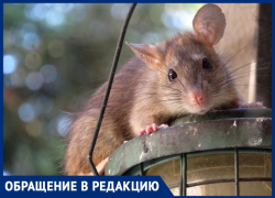 Атаковавшие две улицы огромные крысы попали на видео в Краснодаре