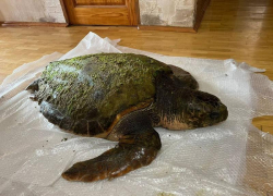 На побережье Анапы выбросило краснокнижную черепаху весом в 100 килограмм