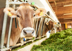 Краснодарский край стал лидером по продажам просроченной молочной продукции в России 