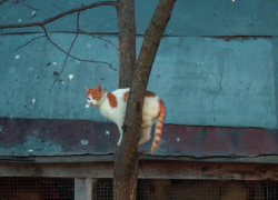 В Новороссийске мужчина спас кота на крыше балкона - видео 