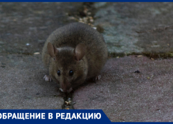 Огромные крысы в обморочном состоянии попали на видео в Краснодаре