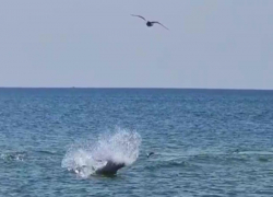 Захватывающие кадры охоты дельфинов и чайки в Анапе попали на видео