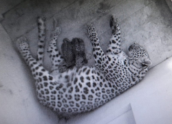 В Сочинском национальном парке у пары леопардов родились котята