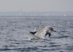 В Анапе туристы сняли на видео охоту дельфинов на рыб в море