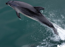 Дельфины в Анапе плавали у берега в море вместе с туристами - видео