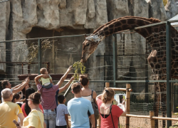 Нужна помощь: во сколько обходится содержание одного жирафа в зоопарке в Краснодаре 