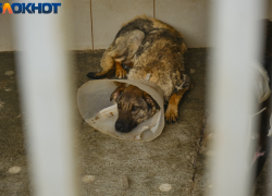 Избитый на глазах у детей пес Кубик из Яблоновского находится в тяжелом состоянии