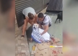 Житель Сочи до полусмерти избил раненую собаку на глазах у прохожих
