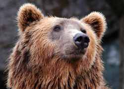 В Сочи очевидцы сняли на видео вышедшего к жилым домам медведя