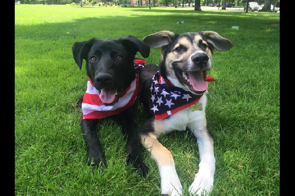 Instagram бездомных собак из Сочи, увезенных в США, бьет рекорды