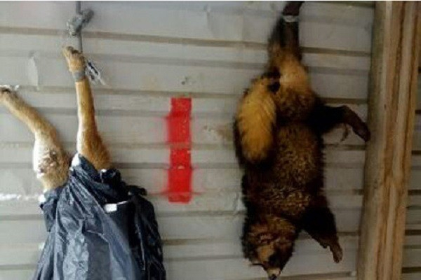 Житель Краснодара, убивший енота и собаку, попал под амнистию