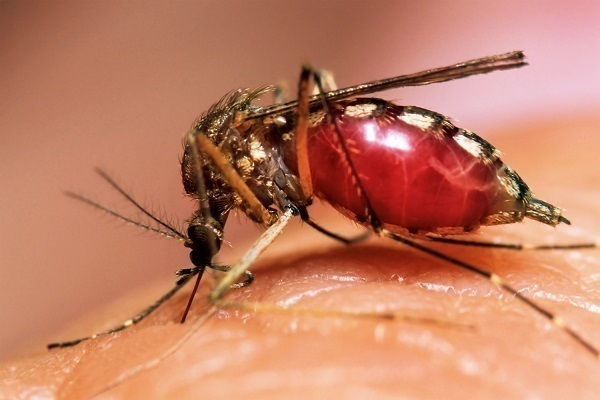 В Сочи начали бороться с комарами-переносчиками вируса Зика