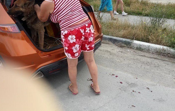 В Новороссийске живодерка привязала собаку к машине и каталась по городу