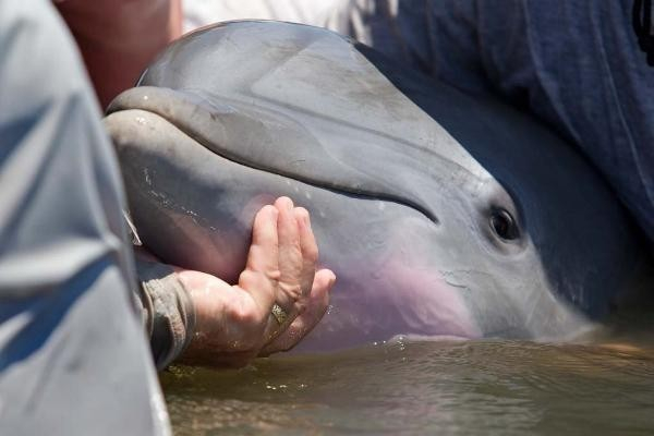 Владелец фермы, где жили погибшие дельфины, заплатит штраф более 1 млн рублей