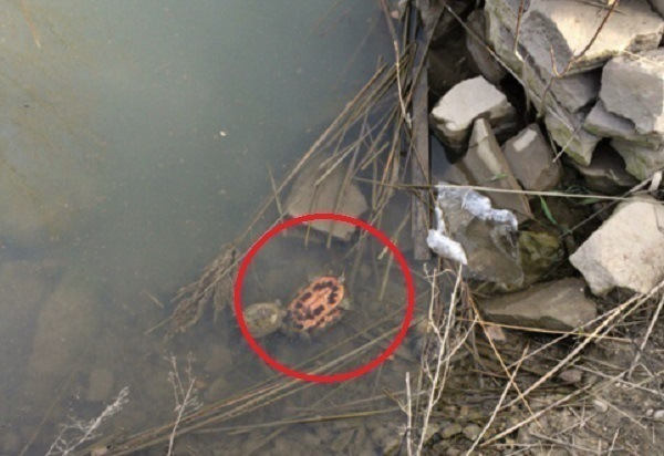 В Новороссийске в пруду плавают мертвые черепахи