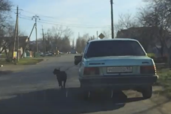 В Тихорецке водитель-живодер заставил пса бежать за машиной