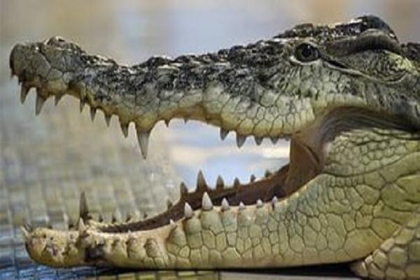 В Сочи 300 крокодилов переехали из квартиры на ферму
