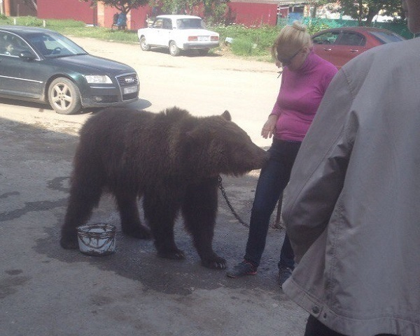 В Адыгее медведь напугал прохожих