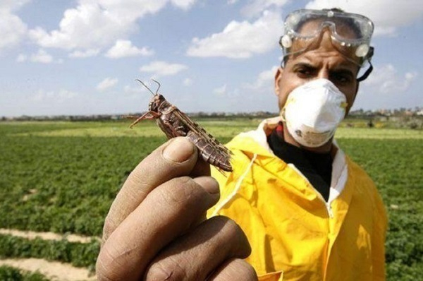 На Кубани начали борьбу с азиатской саранчой