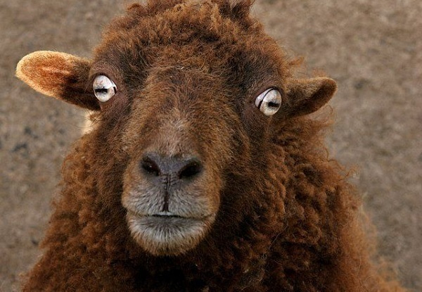 На Кубани овчарка помогла раскрыть кражу двух баранов