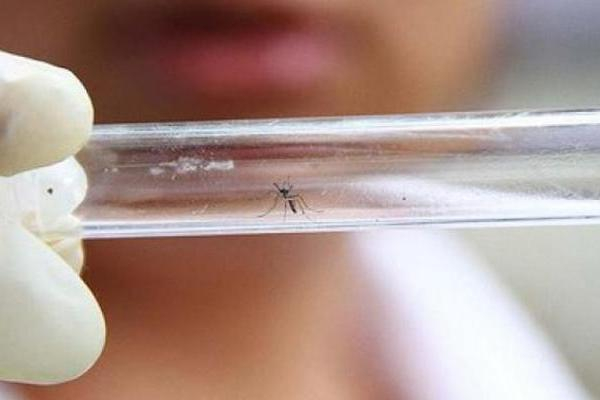 Подвалы и кладбища Сочи начали обрабатывать от комаров-переносчиков вируса Зика