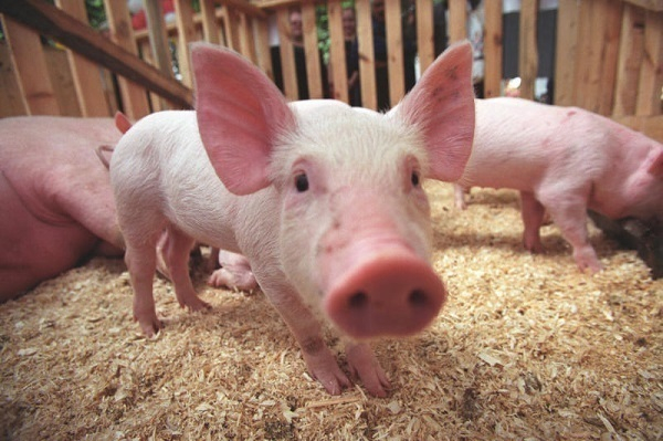 На Кубани началась вспышка африканской чумы у свиней