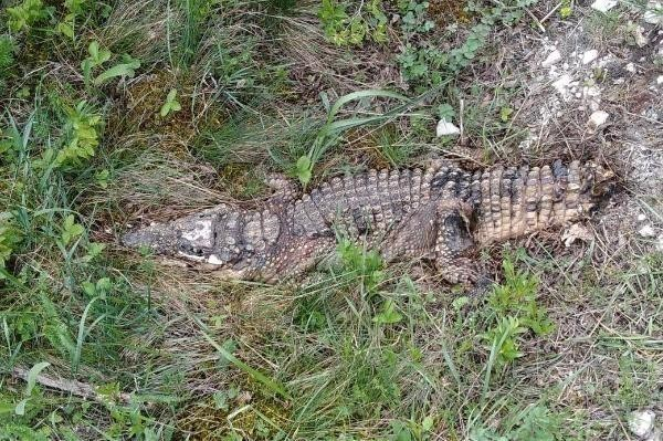 Прокуратура проверит смерть крокодила под Новороссийском