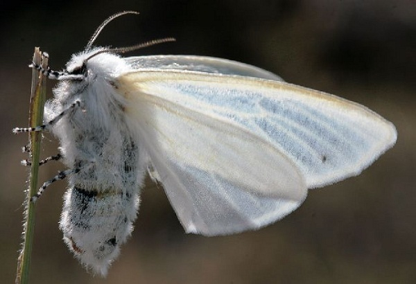 В Краснодаре на борьбу с американской бабочкой потратят 1 млн рублей