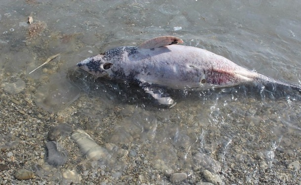 Число мертвых дельфинов в Новороссийске стремительно растет