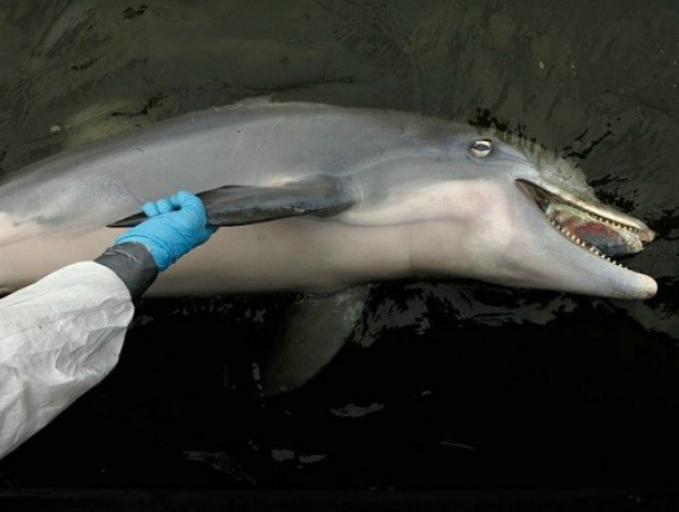 Экологическая катастрофа или естественный отбор? -  эксперты раскрыли причину массовой гибели дельфинов на Кубани